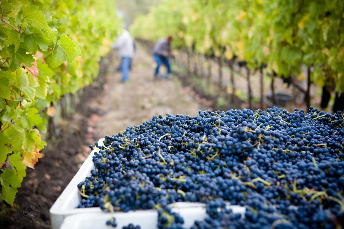 What is Natural Wine? 7 Things You Need to Know Before Your First Sip