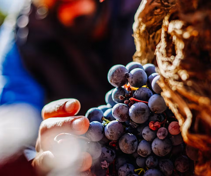 Bobal Grapes